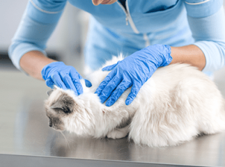 chat chez le vétérinaire